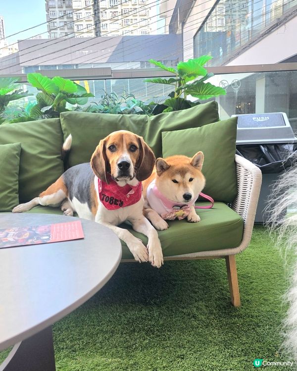 今次食台式便當, 幾好食. 但飲品一般. 總括嚟講可以啦. ...