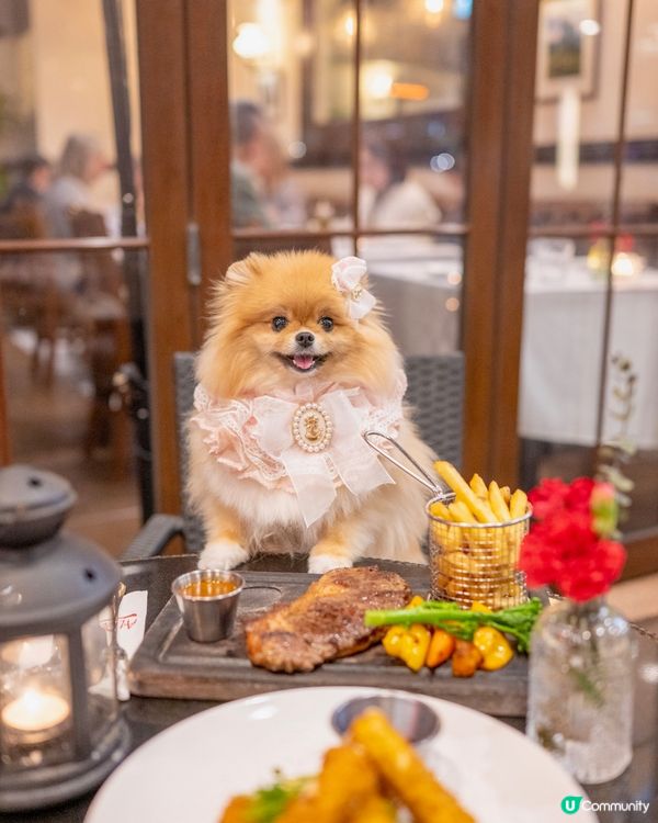 寵物展掃貨後醫肚😋鷹君中心美食推介！