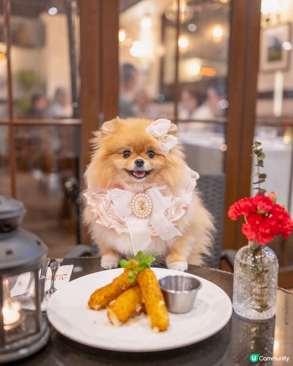 寵物展掃貨後醫肚😋鷹君中心美食推介！