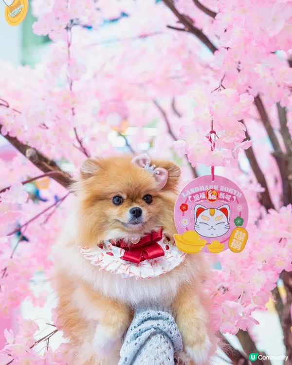 新年打卡必去！上水貓願城！🐱✨