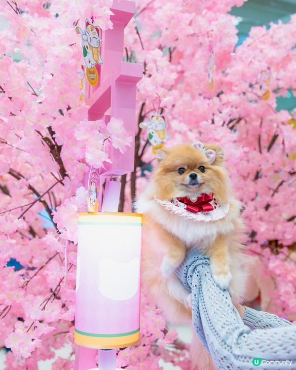 新年打卡必去！上水貓願城！🐱✨