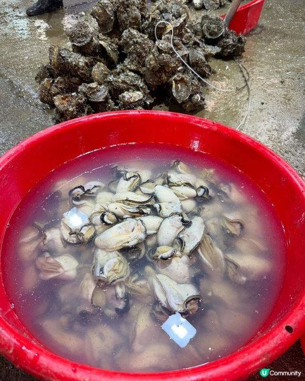 步進金蠔之鄉流浮山，為開年飯搜羅大隻金蠔