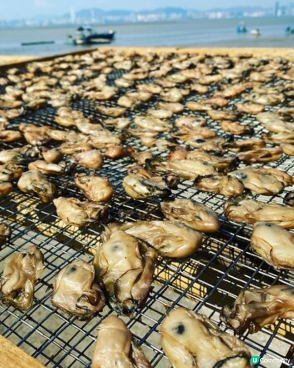 步進金蠔之鄉流浮山，為開年飯搜羅大隻金蠔