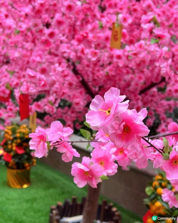 灣仔利東街巧遇Molly20週年公仔！😍