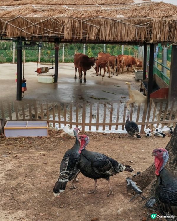 中山三鄉，摘蘿蔔睇動物🐖🐴親子一日遊🍓