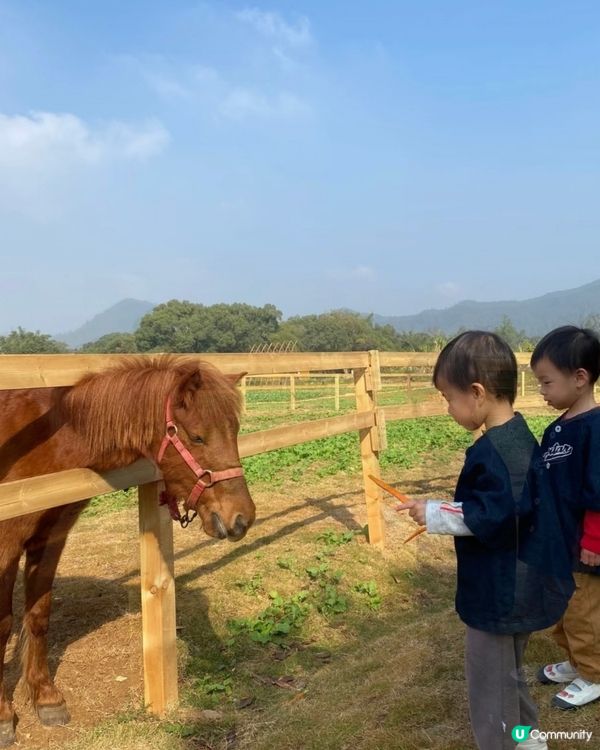 中山三鄉，摘蘿蔔睇動物🐖🐴親子一日遊🍓