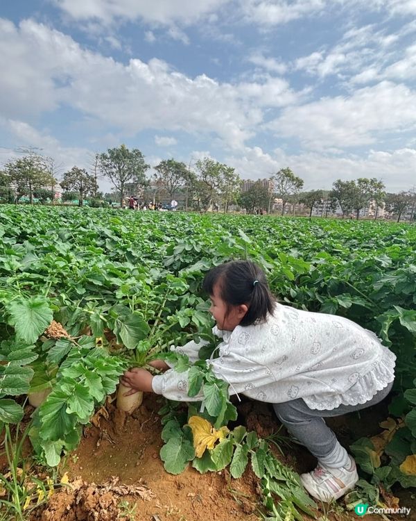 中山三鄉，摘蘿蔔睇動物🐖🐴親子一日遊🍓