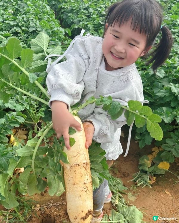 中山三鄉，摘蘿蔔睇動物🐖🐴親子一日遊🍓