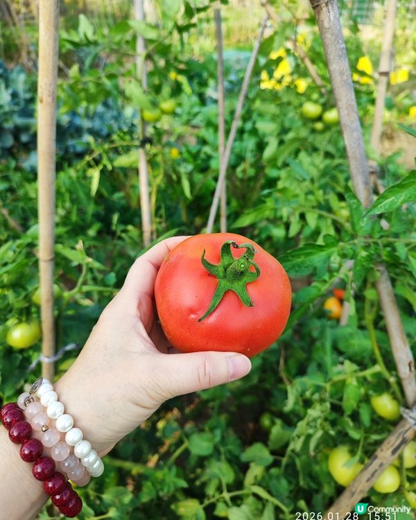 中山三鄉，摘蘿蔔睇動物🐖🐴親子一日遊🍓