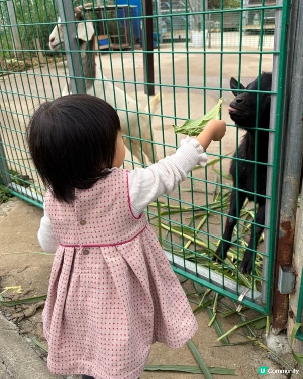 中山三鄉，摘蘿蔔睇動物🐖🐴親子一日遊🍓
