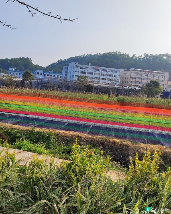 中山三鄉，摘蘿蔔睇動物🐖🐴親子一日遊🍓