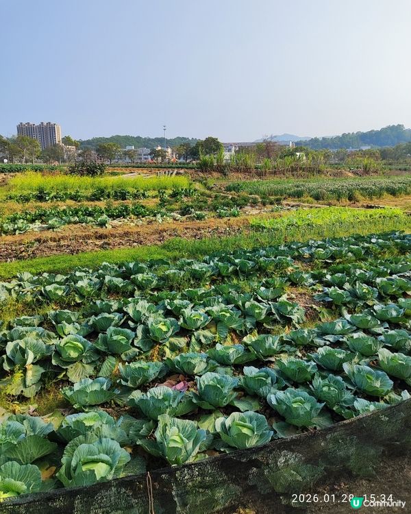 中山三鄉，摘蘿蔔睇動物🐖🐴親子一日遊🍓