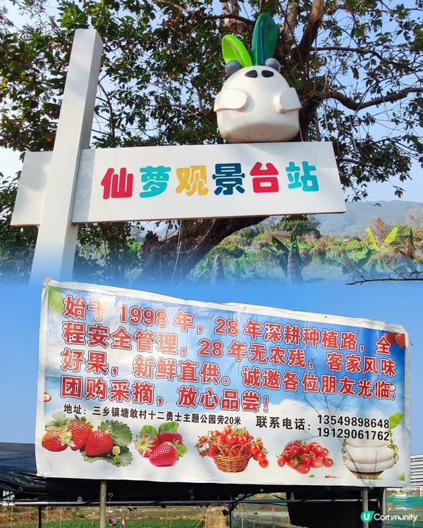 中山三鄉，摘蘿蔔睇動物🐖🐴親子一日遊🍓