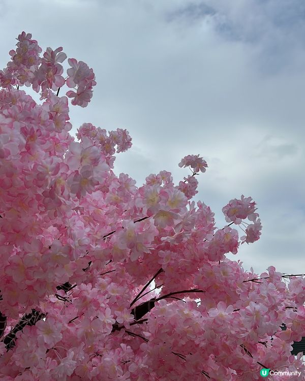 北角匯今年嘅新年打卡點CP值ok!!!!!有唔少桃花擺設祝大...