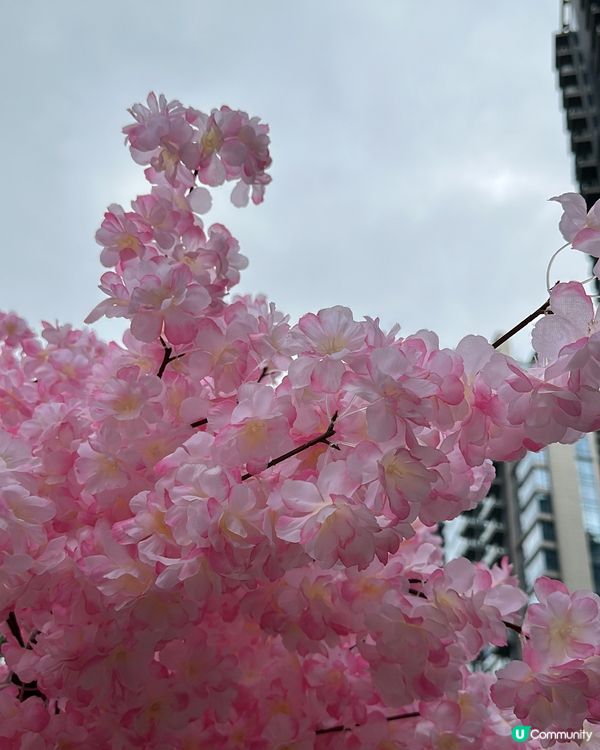 北角匯今年嘅新年打卡點CP值ok!!!!!有唔少桃花擺設祝大...