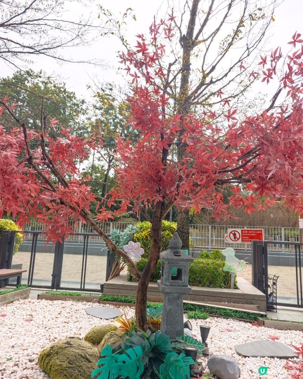 屯門隱世拉麵🍜 必試！