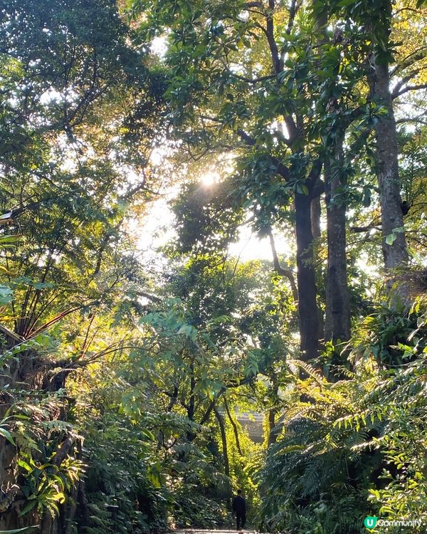 仙湖植物園一日遊！祈福賞景浪漫冬日 🌸🌿