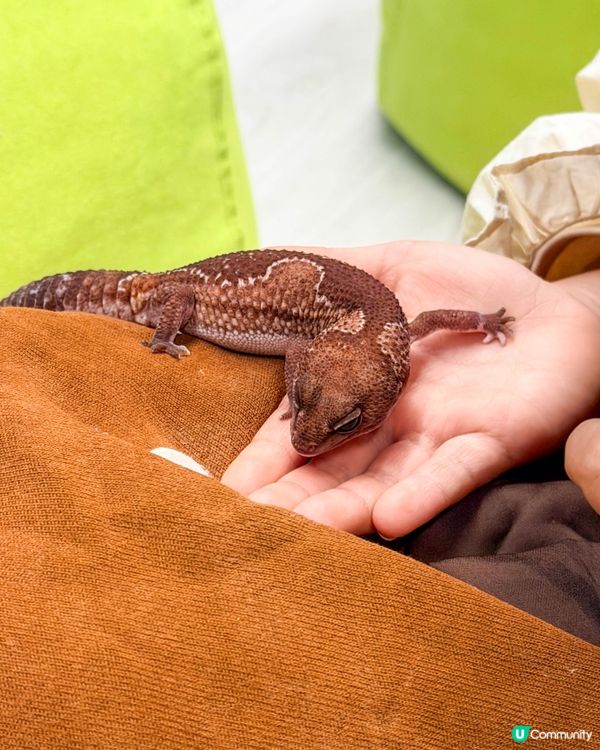 本地遊｜打開我對異寵的新世界🦎