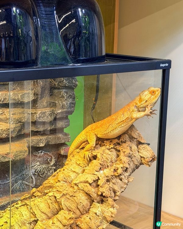 本地遊｜打開我對異寵的新世界🦎