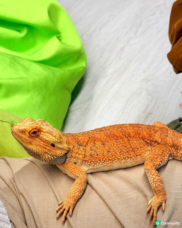 本地遊｜打開我對異寵的新世界🦎