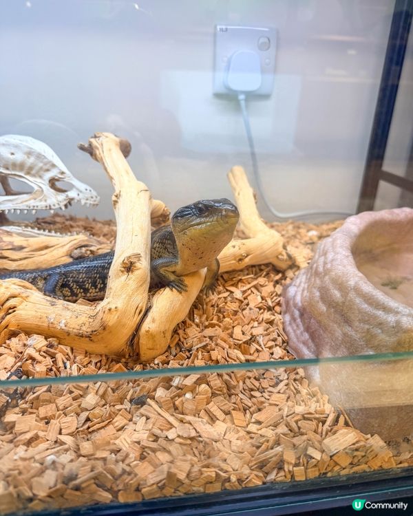 本地遊｜打開我對異寵的新世界🦎