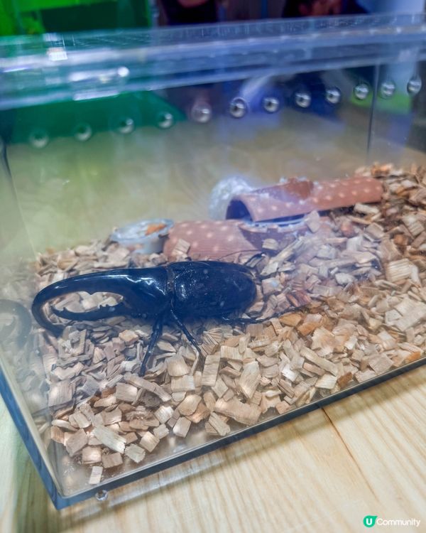 本地遊｜打開我對異寵的新世界🦎