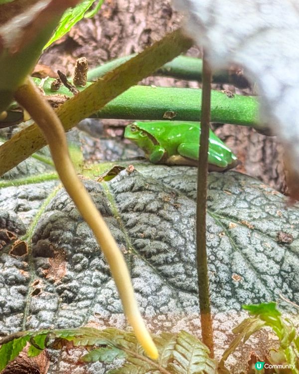 本地遊｜打開我對異寵的新世界🦎