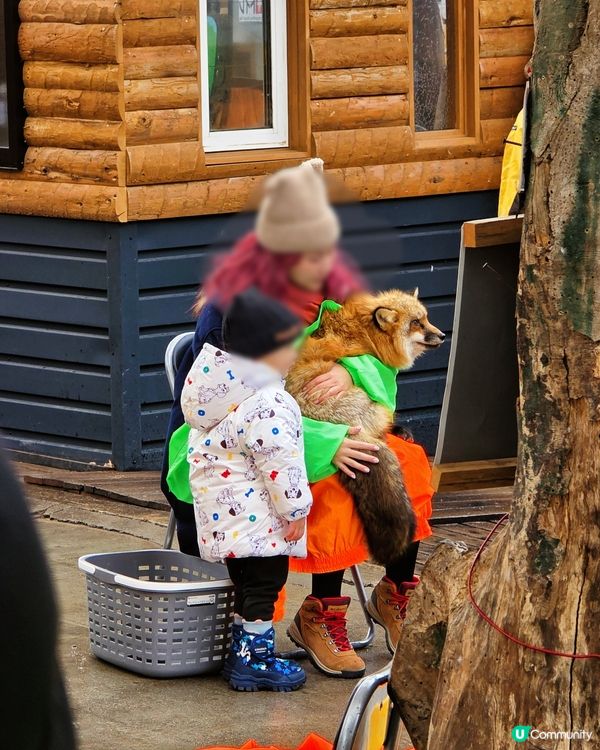 狐狸村抱抱體驗！🦊🫂❤️