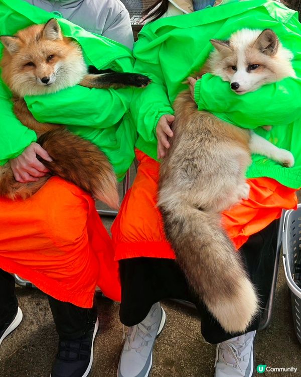 狐狸村抱抱體驗！🦊🫂❤️