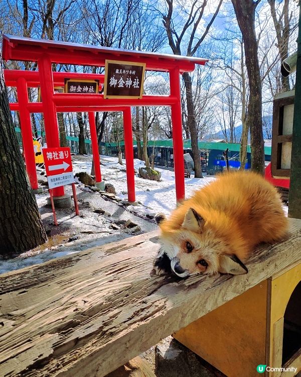 狐狸村抱抱體驗！🦊🫂❤️