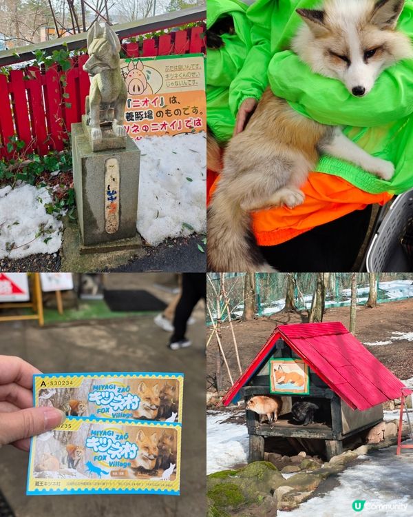 狐狸村抱抱體驗！🦊🫂❤️