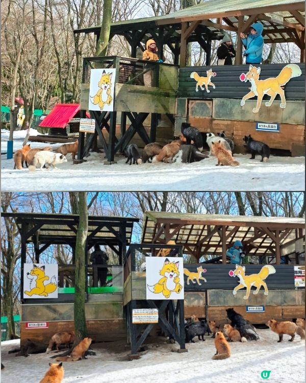 狐狸村抱抱體驗！🦊🫂❤️