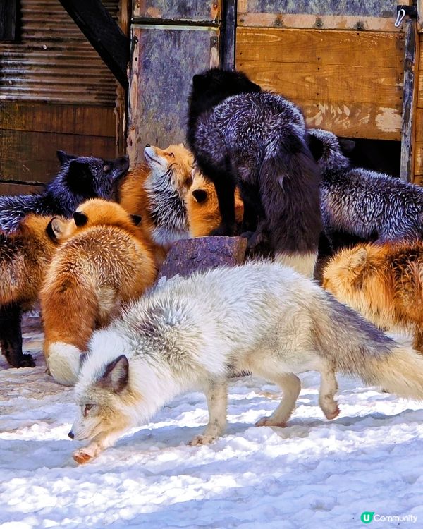 狐狸村抱抱體驗！🦊🫂❤️