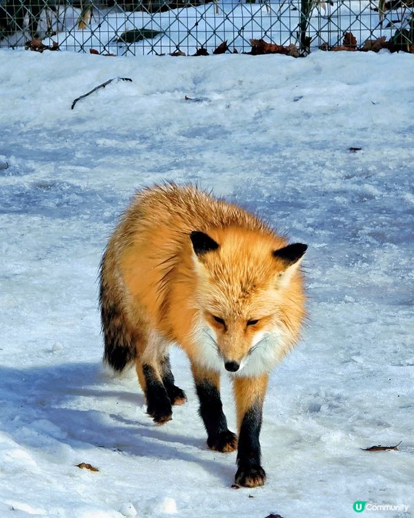 狐狸村抱抱體驗！🦊🫂❤️