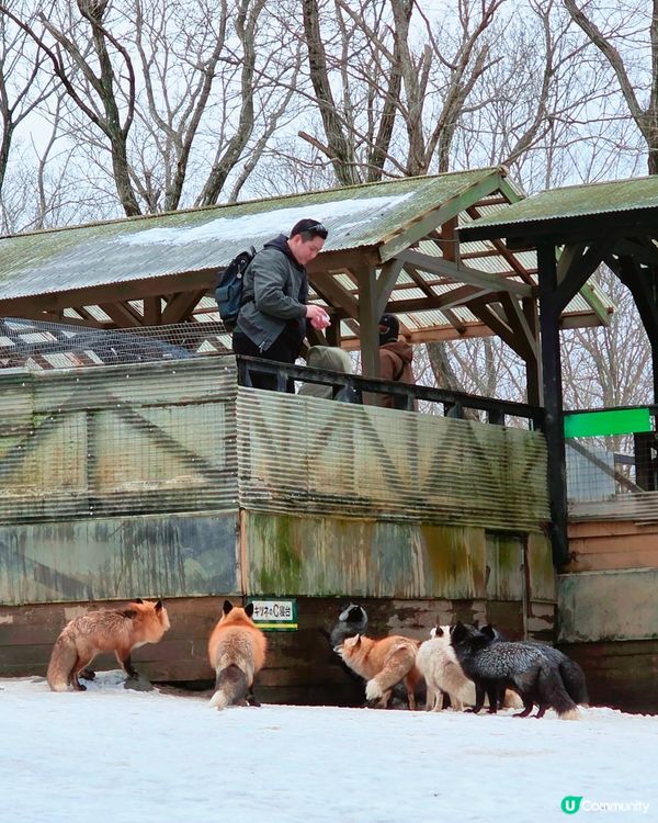 狐狸村抱抱體驗！🦊🫂❤️