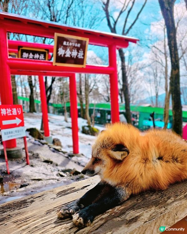 狐狸村抱抱體驗！🦊🫂❤️