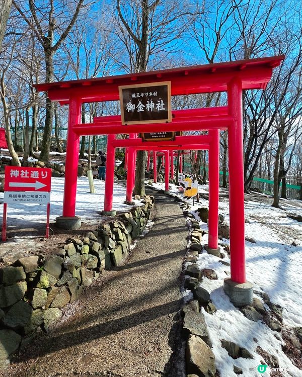 狐狸村抱抱體驗！🦊🫂❤️