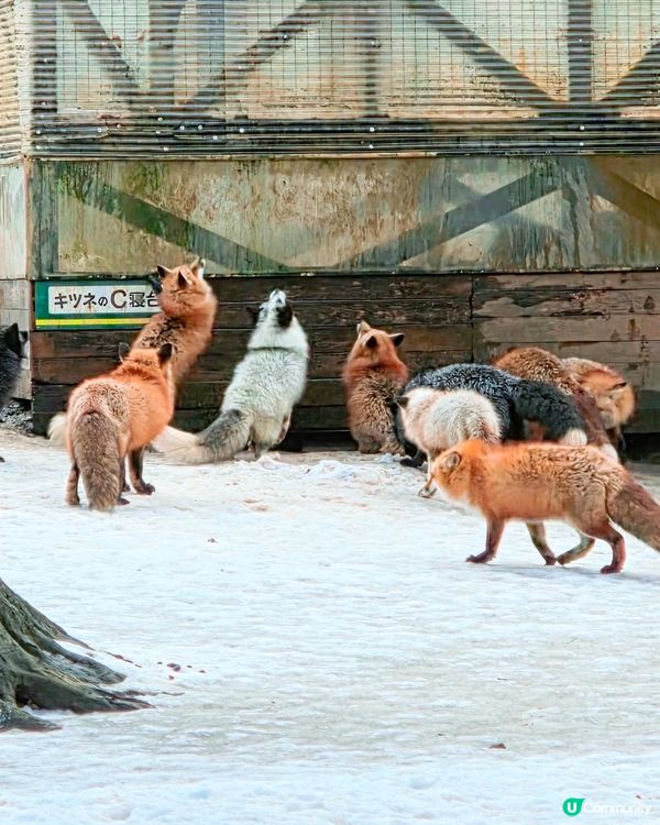 狐狸村抱抱體驗！🦊🫂❤️