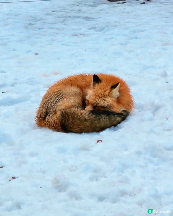 狐狸村抱抱體驗！🦊🫂❤️