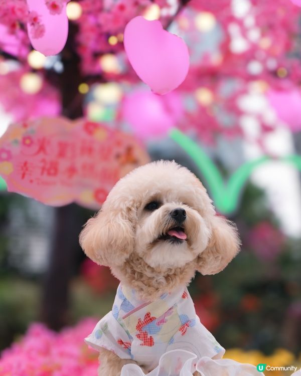 新年諗唔到去邊？不如去荃灣廣場騎馬溜冰囉🎠⛸️