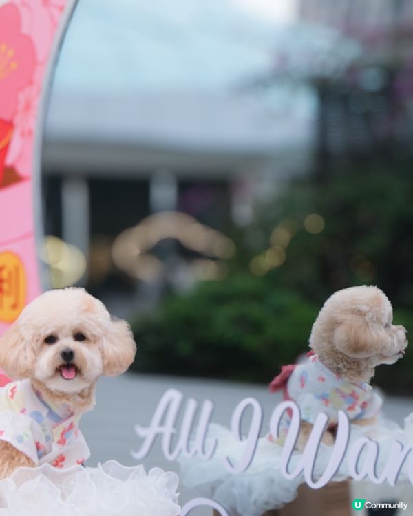 新年諗唔到去邊？不如去荃灣廣場騎馬溜冰囉🎠⛸️