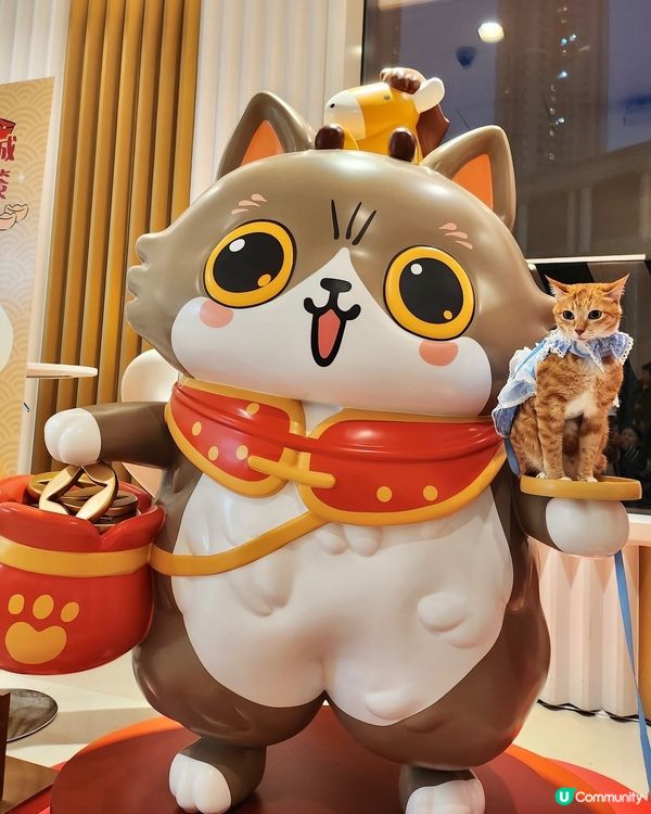 🐱喵來福到開運賞