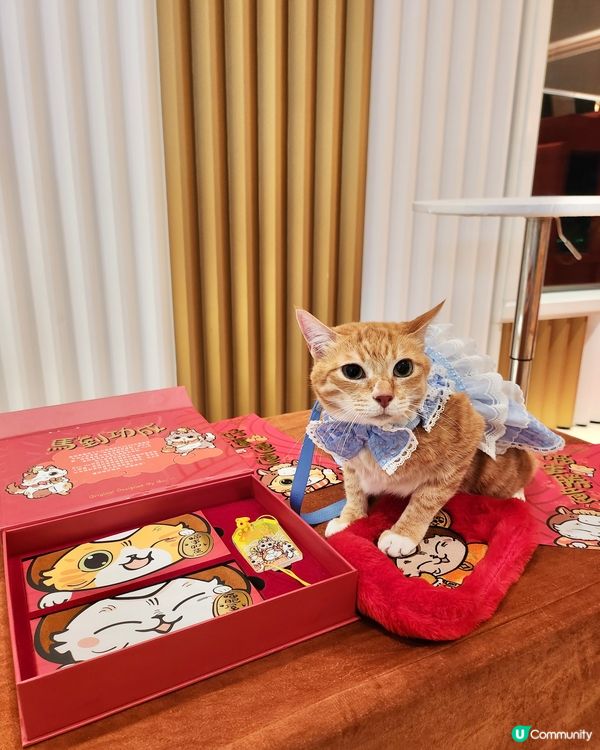 🐱喵來福到開運賞