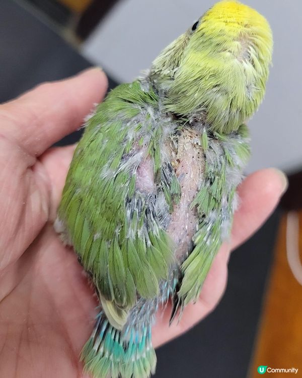 可愛的小鸚鵡