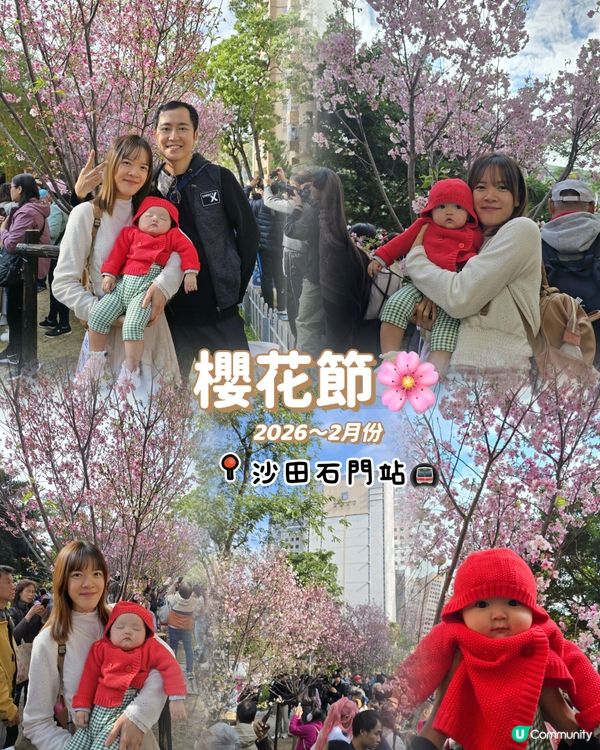 石門櫻花海🌸粉紅爆發！快閃打卡！