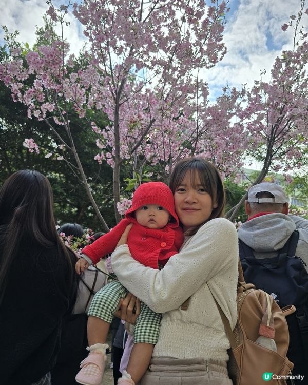 石門櫻花海🌸粉紅爆發！快閃打卡！