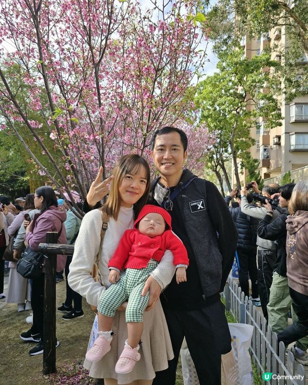 石門櫻花海🌸粉紅爆發！快閃打卡！