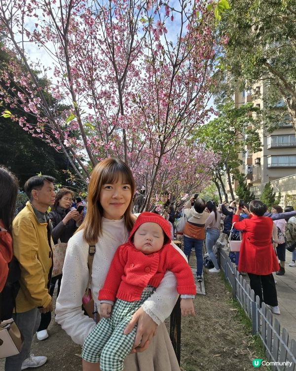 石門櫻花海🌸粉紅爆發！快閃打卡！