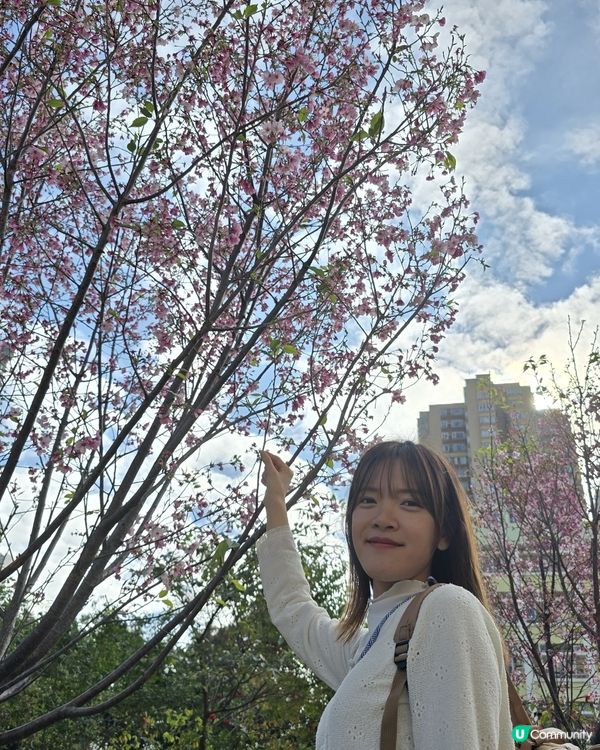 石門櫻花海🌸粉紅爆發！快閃打卡！