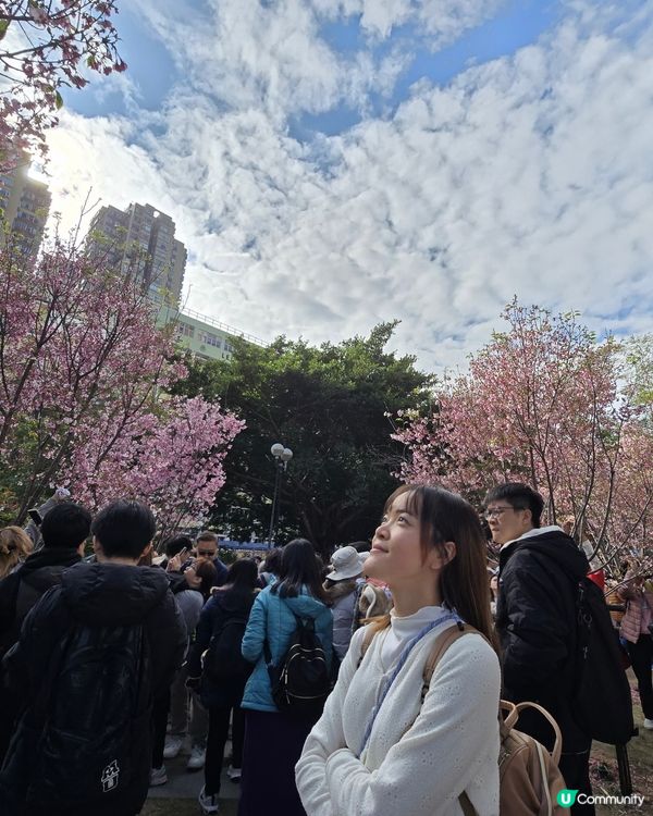 石門櫻花海🌸粉紅爆發！快閃打卡！